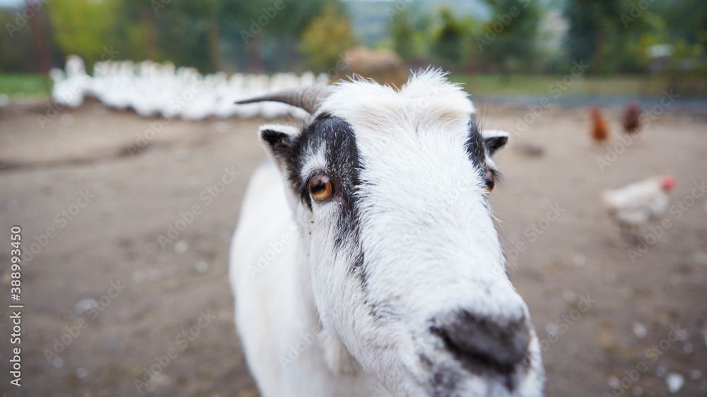 Goat with big horns and yellow eyes. Funny goat looking in camera. Livestock. Goat grazing on pasture. Animal portrait. Goat with big horns and yellow eyes. Funny goat looking in camera. Livestock. Goat grazing on pasture. Animal portrait.