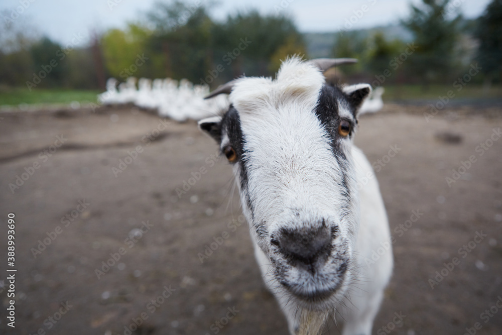 Happy Goat. Goat is standing and looking into the camera, selective focus on head. Happy Goat. Goat is standing and looking into the camera, selective focus on head.