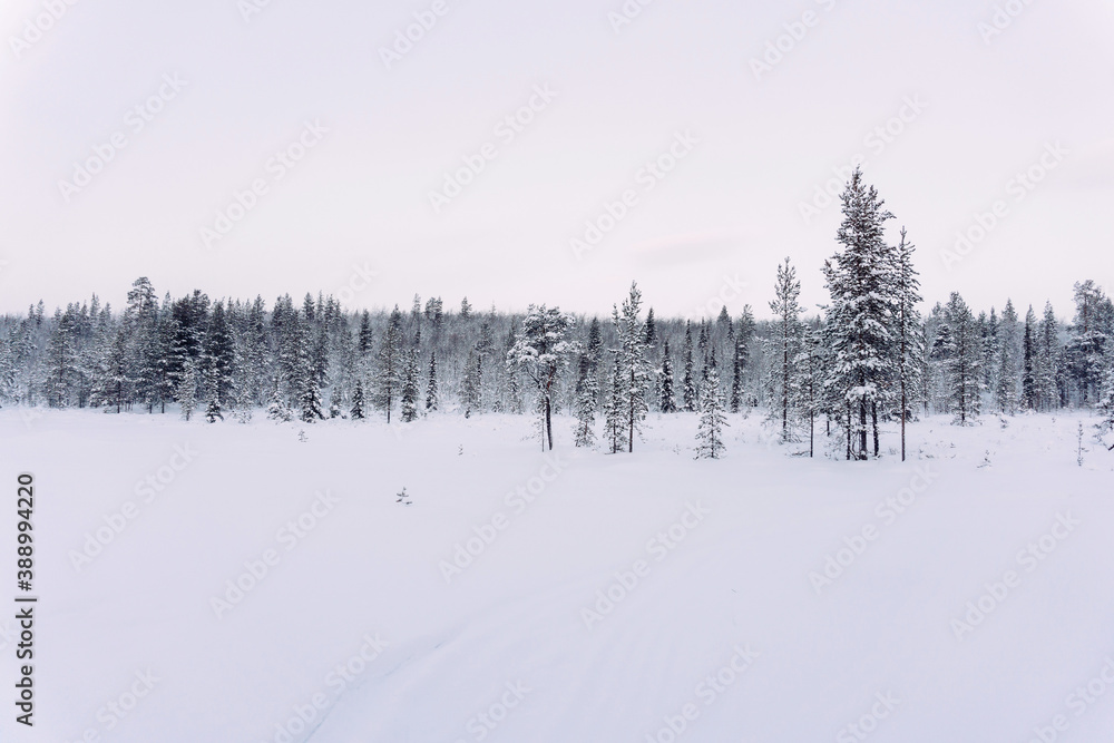 a fabulous winter forest covered with white snow far beyond the Arctic Circle on a frosty winter clear day a fabulous winter forest covered with white snow far beyond the Arctic Circle on a frosty winter clear day
