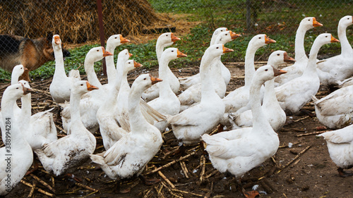 Domestic geese graze on traditional village goose farm. Group goose running in village