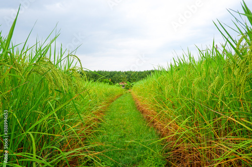 green rice field between the way and ear of rice with blue sky 