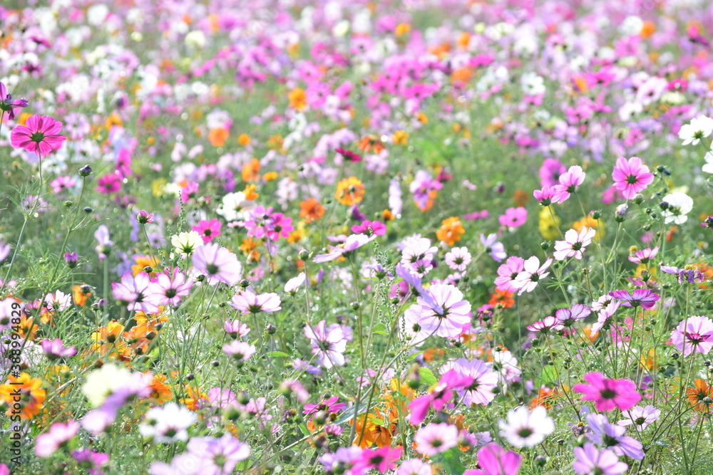 Naklejka premium Cosmos