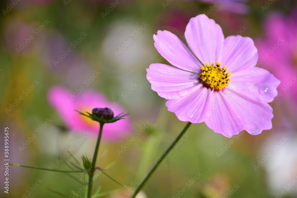 Obraz premium Cosmos