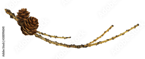 Dry twig ob larch with cones