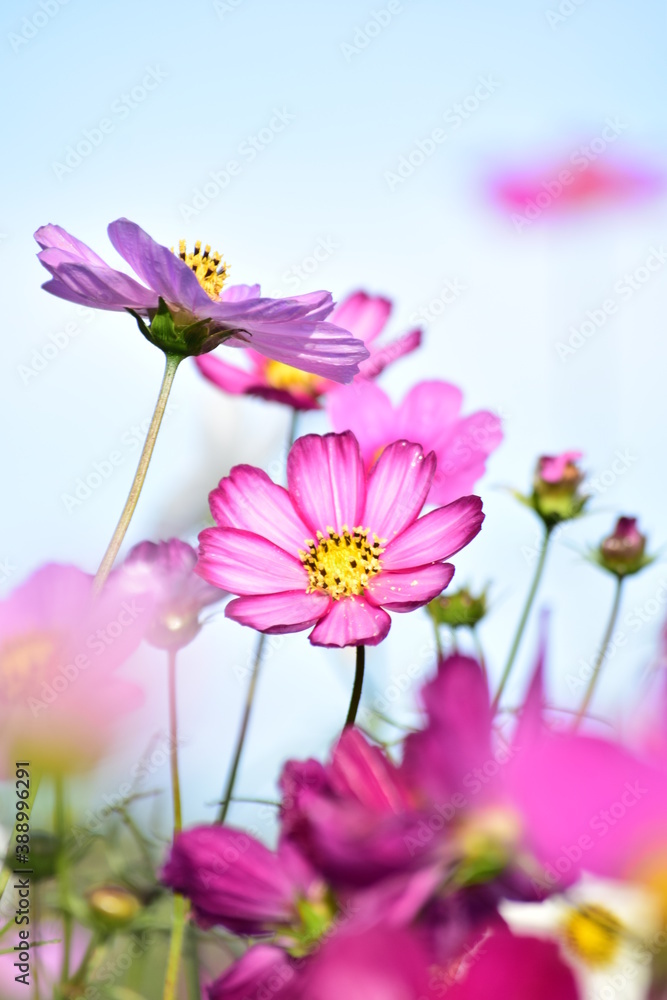 Cosmos Cosmos