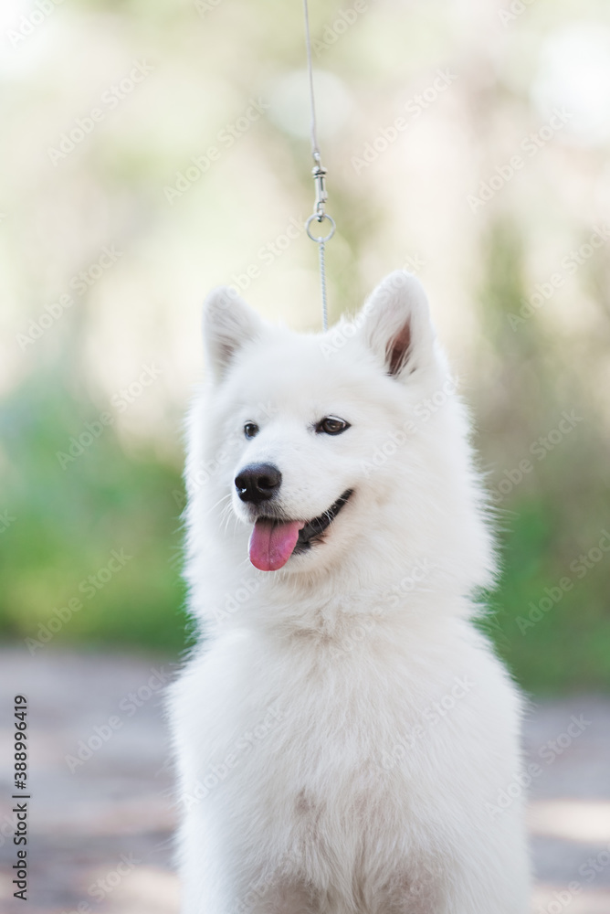 Fototapeta premium Samoyed dog, beautiful, cute, kind, funny dog, pet, white,