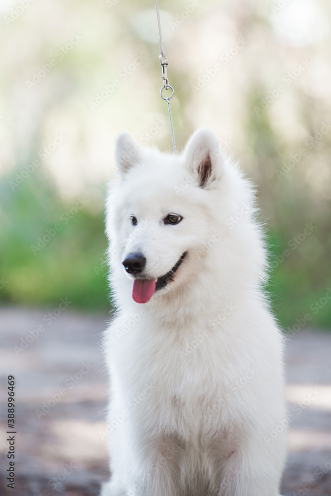 Samoyed dog, beautiful, cute, kind, funny dog, pet, white,