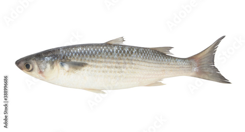 Grey mullet fish or flathead mullet isolated on white background 
