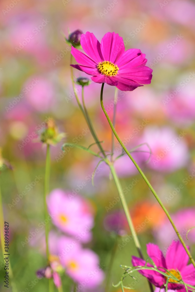 Fototapeta premium Cosmos