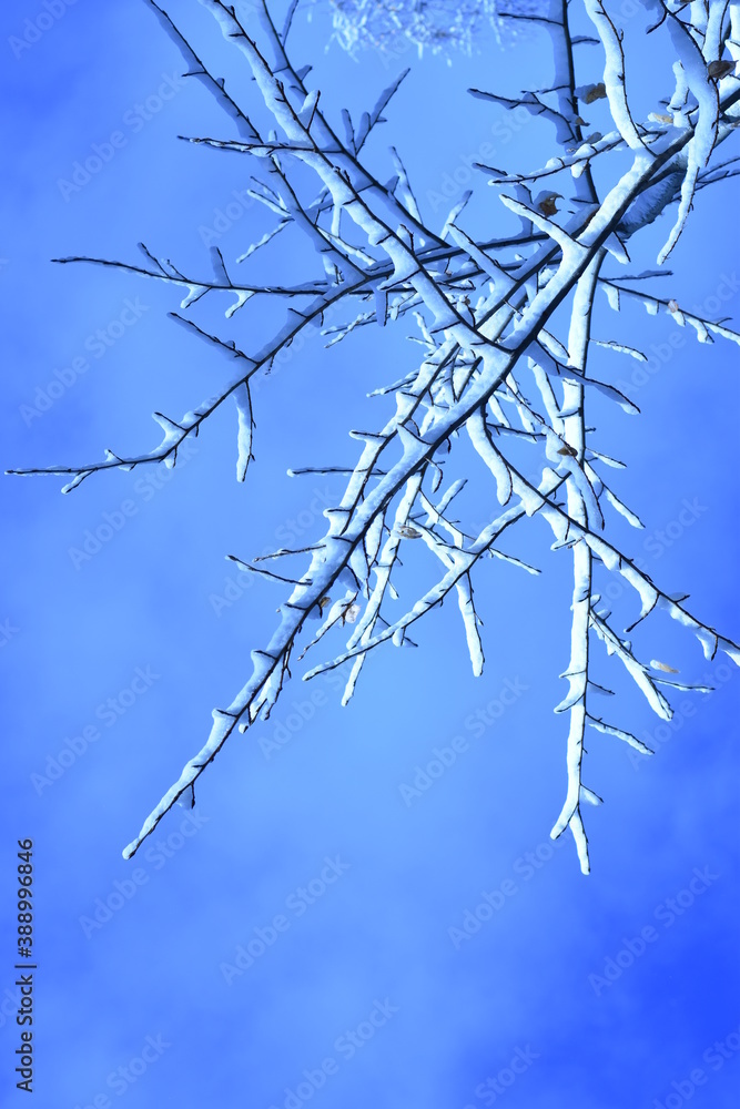 Obraz premium Branch of a tree in the snow on a background of blue sky.