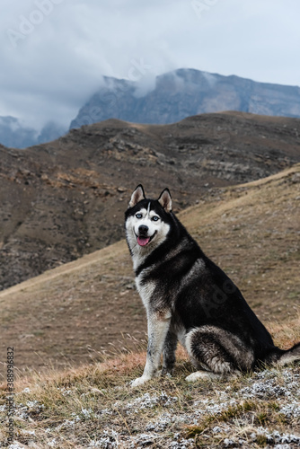 A beautiful dog of the Siberian Husky breed stands high in the mountains in autumn. Free life concept © Валентина Баранова