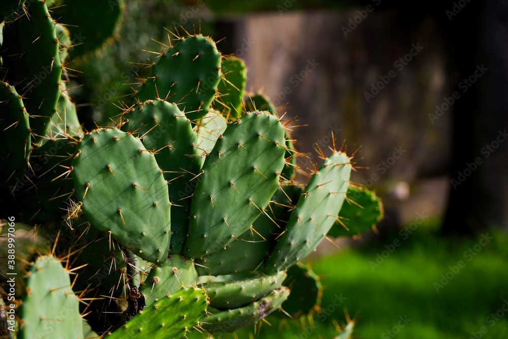 Green cactus with long needles close up Green cactus with long needles close up