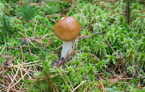 Tawny Grisette Amanita fulva on mossy grass. Mushroom at a young age is edible and delicious. photo