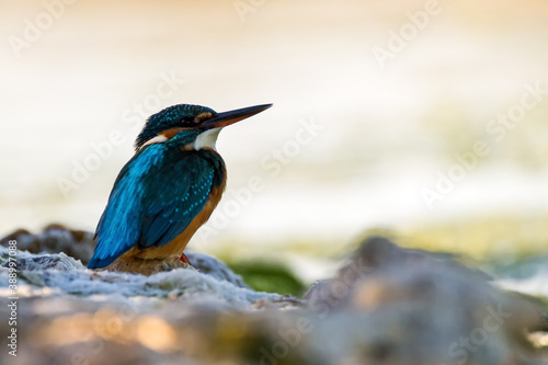 Kingfisher on the ground