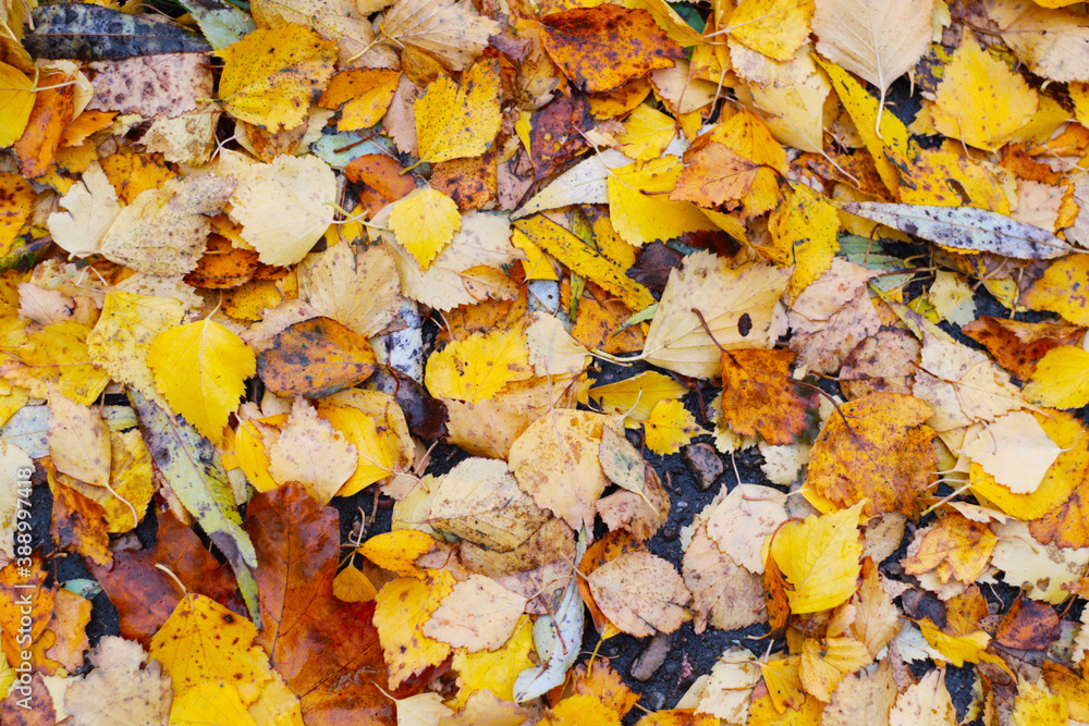 background of yellow autumn leafs