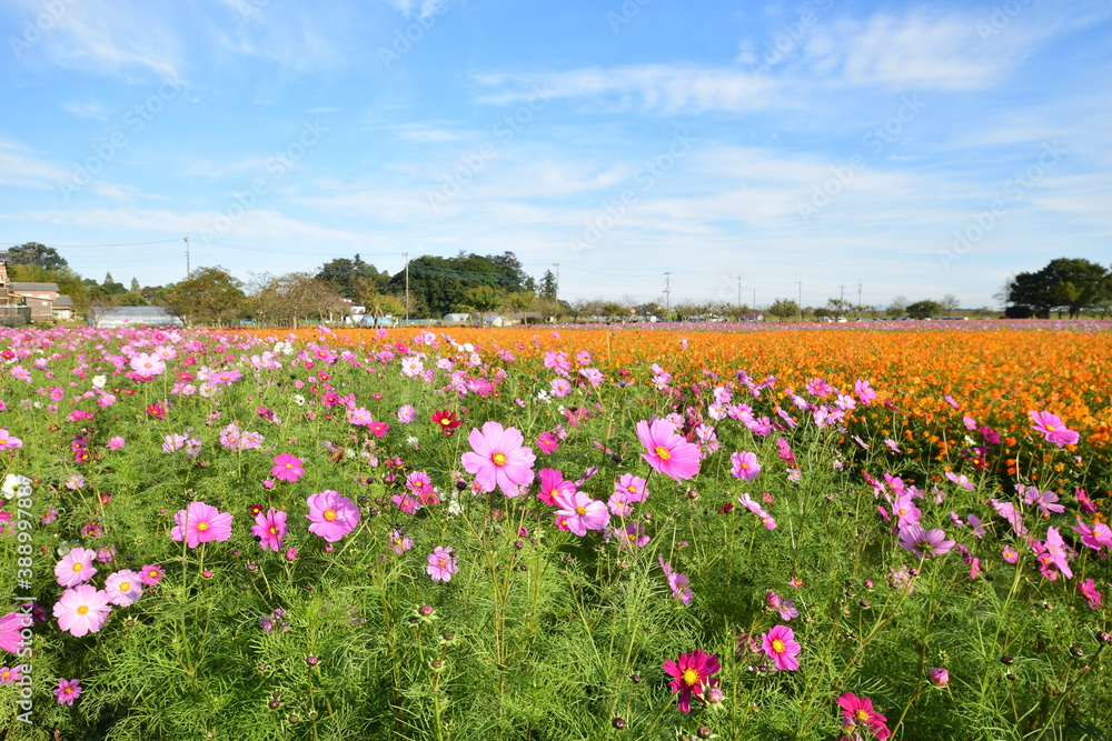 cosmos