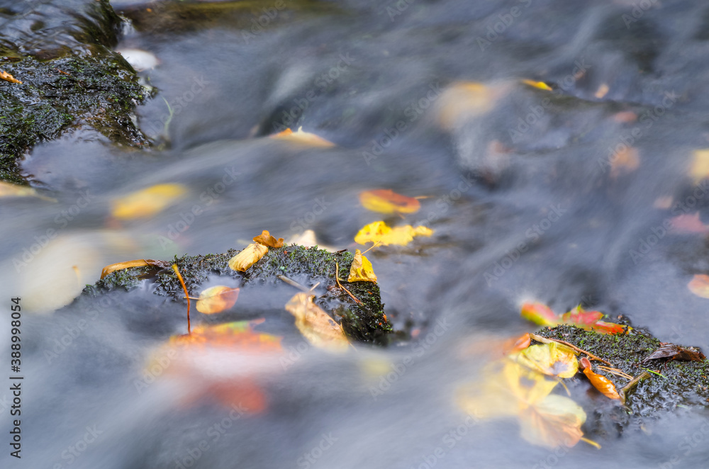 AUTUMN ON THE BROOK - Yellowed leaves and stones in a rushing river current