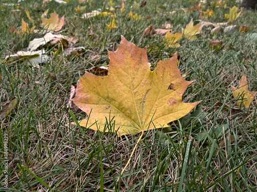 autumn