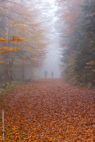 Beech forest in autumn, Ilirska Bistrica, Green Karst, Slovenia, Europe