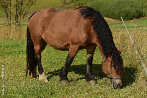 Polish draft horse with a long black mane  Kashubia  Poland.