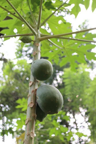 Green papaya trees with green leaf 