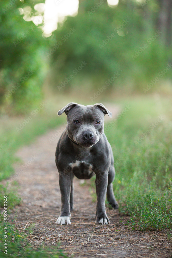 Staffordshire bull terrier, beautiful, cute, kind, funny dog, pet, white, blue dog, rare color, flying dog, flies, runs, jumps


