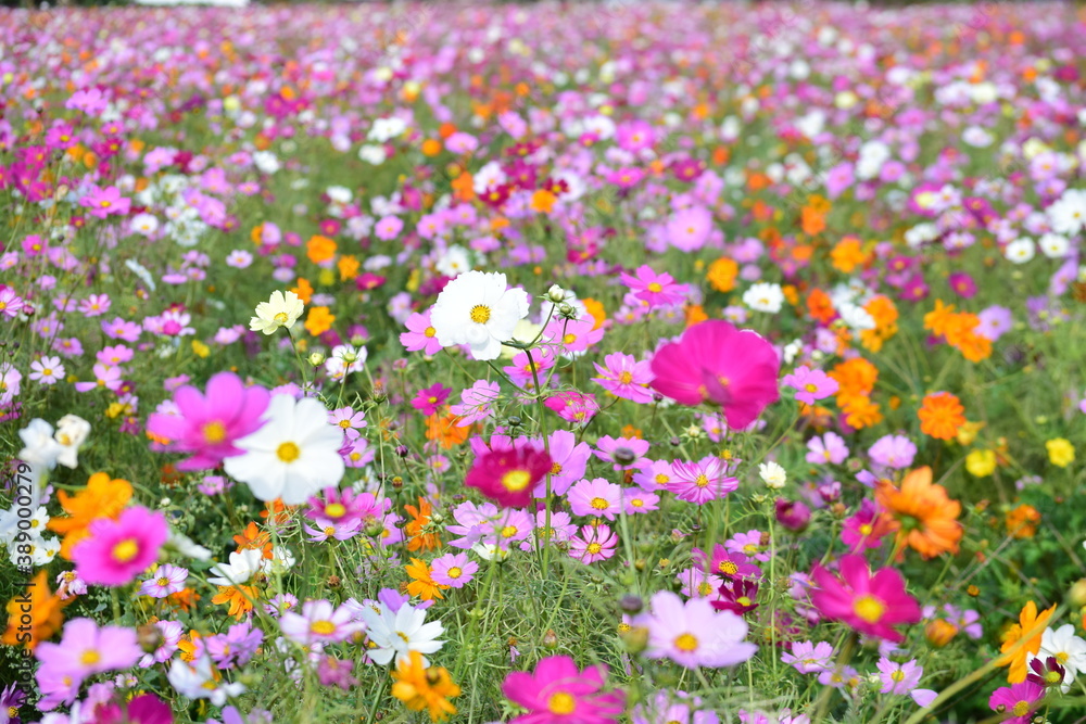Obraz premium flower
