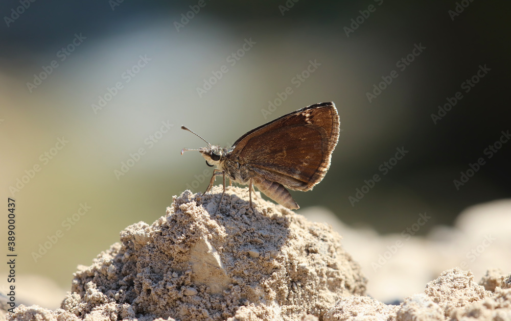 Obraz premium Wonderful colorful butterflies on the plants in the nature environment at noon 