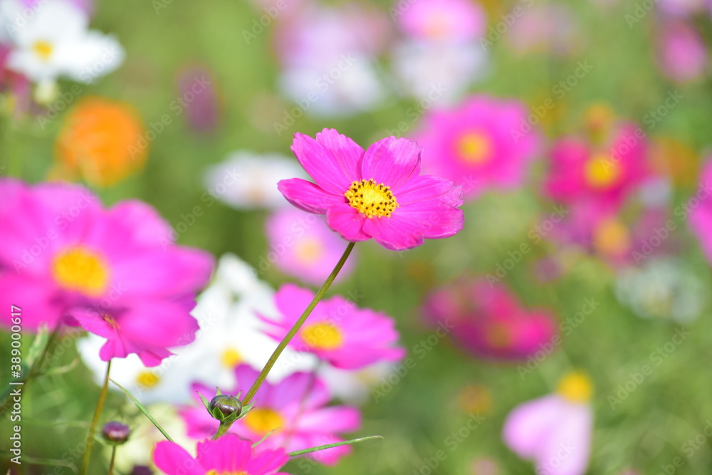 flower flower