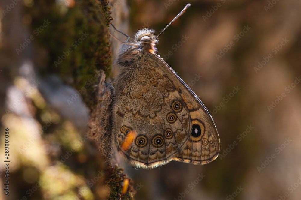 Wonderful colorful butterflies on the plants in the nature environment at noon
Wonderful colorful butterflies on the plants in the nature environment at noon