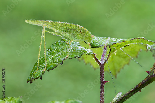 Tettigonia viridissima