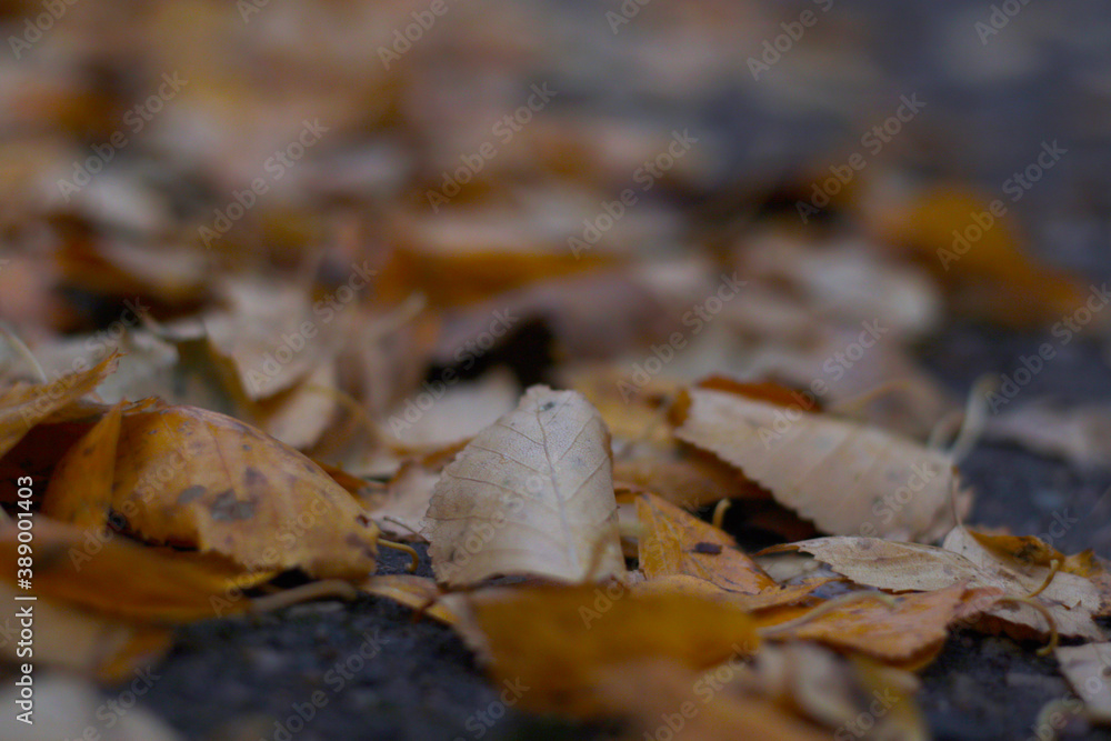 autumn leafs close up autumn leafs close up