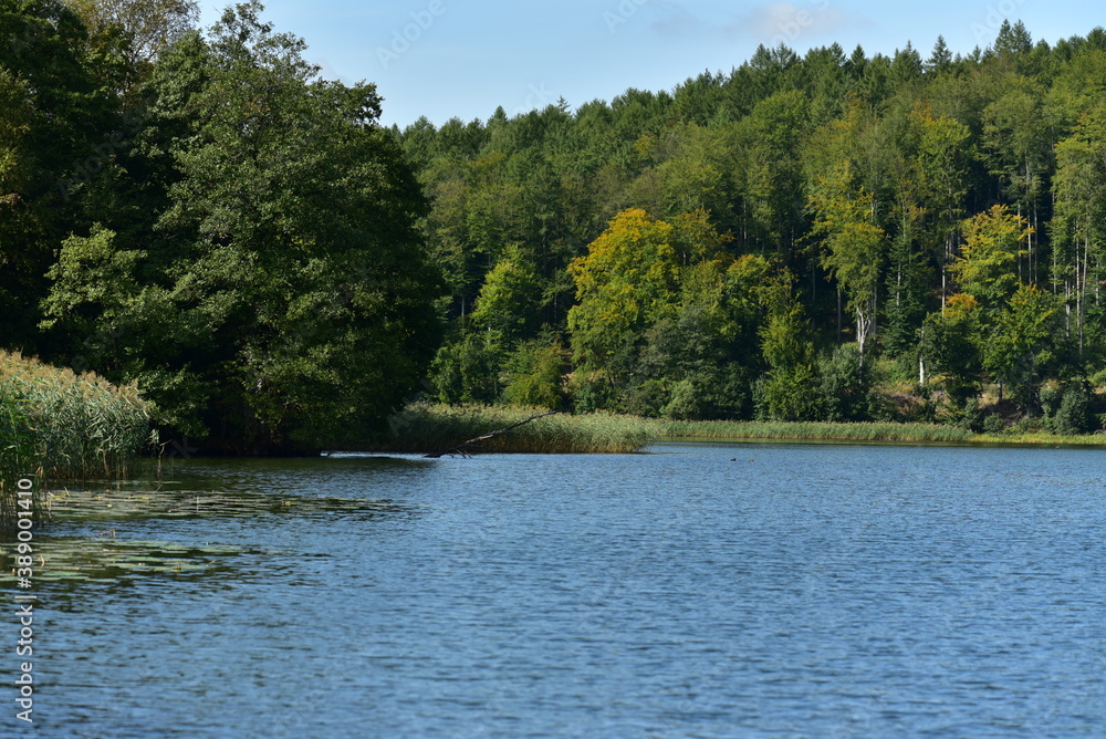 Forest view on the Ostrzyckie lake, Kashubian Landscape Park, Poland. 