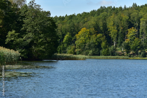 Forest view on the Ostrzyckie lake  Kashubian Landscape Park  Poland. 