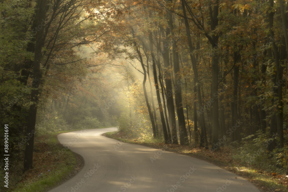 Obraz premium Jesienna droga