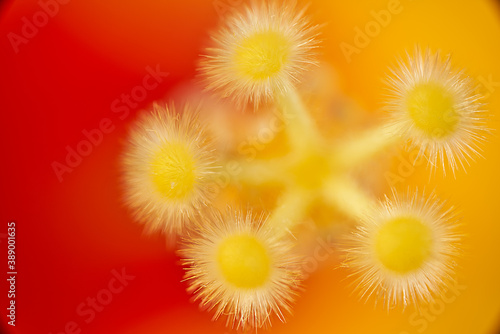 Stamens of a hibiscus in yellow and red tones.