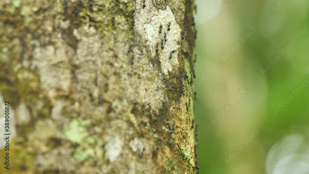 Ants Climbing Up And Down Tree Trunk In Rainforest, Madagascar Ants Climbing Up And Down Tree Trunk In Rainforest, Madagascar