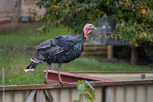 Truthuhn (Meleagris gallopavo),  Truthahn, Puten, Jungputen