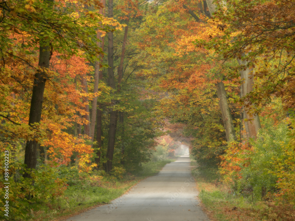 Fototapeta premium Jesienna droga