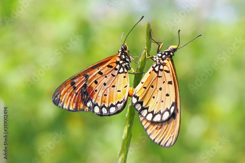 A pair of butterflies are mating on the leaves of wild plants. © I Wayan Sumatika