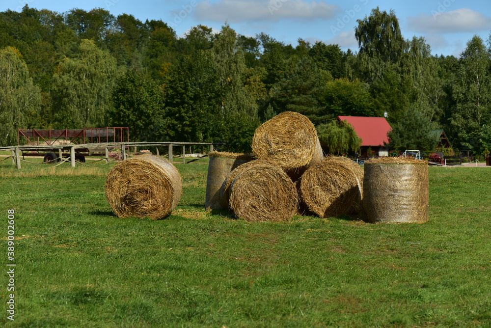Large bales of straw in the field. Large bales of straw in the field.