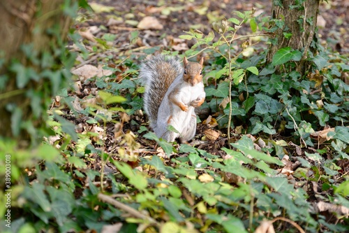 A cheeky little squirrel searching for a hiding nuts amongst the autumn leaves on  the ground ready for Winter.  Close up shot with bokeh background photo