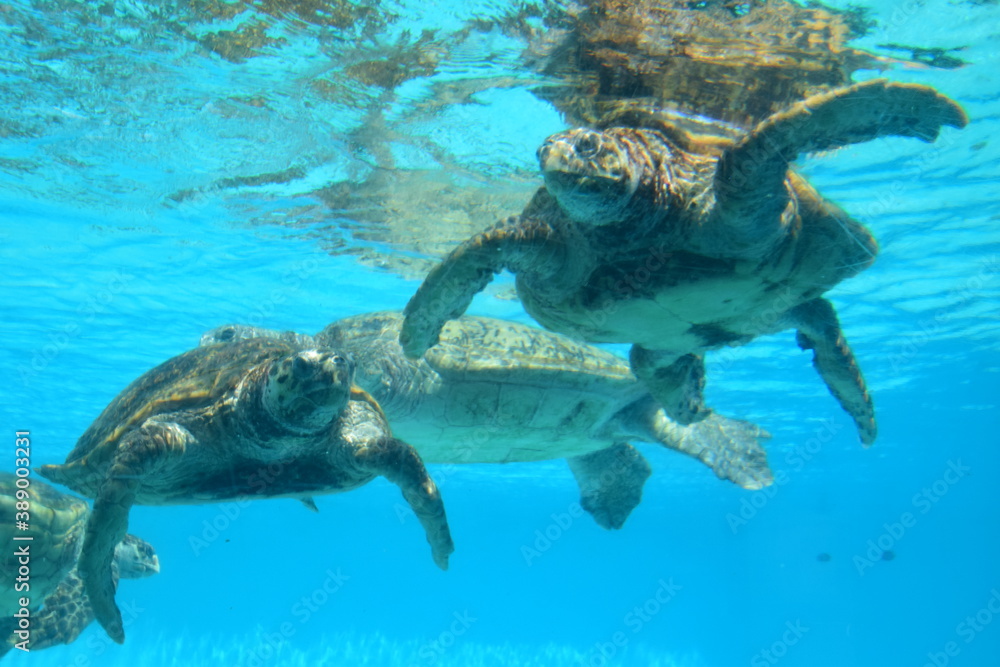 Obraz premium sea turtle