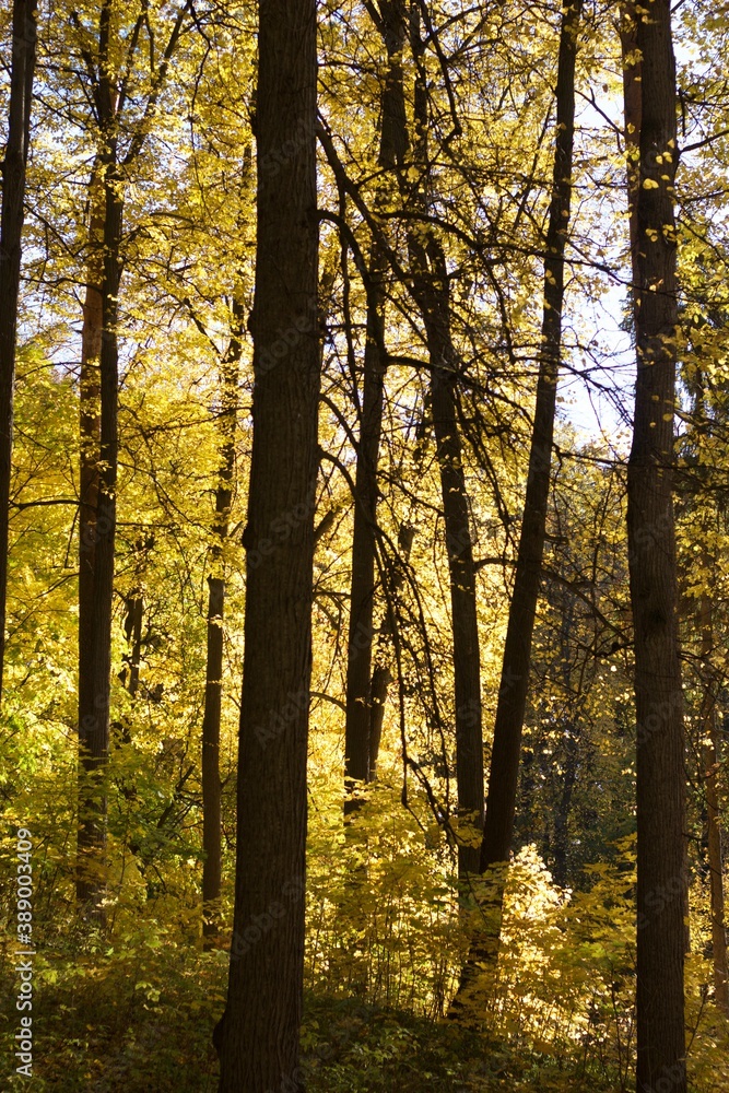golden autumn in the park yellow trees fallen leaves sunny day golden autumn in the park yellow trees fallen leaves sunny day
