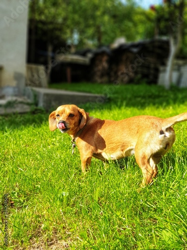 dog on the grass