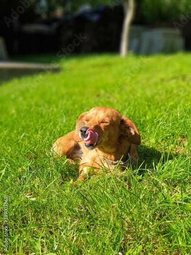 puppy in grass