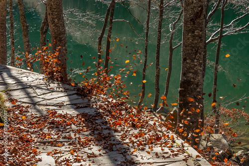 Fototapeta Naklejka Na Ścianę i Meble -  Leaves with typical autumn colors fall from the trees and are blown by the wind along the shore of Lake Santo Modenese, Italy