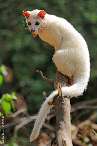 A white civet cat is showing aggressive behavior. photo