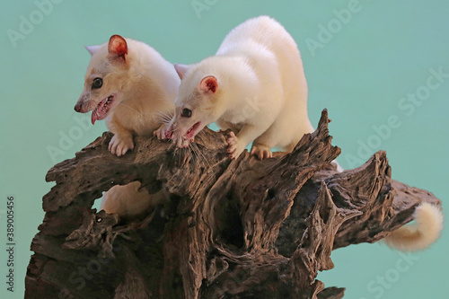 A pair of white civet cats are lurking prey on weathered log. photo