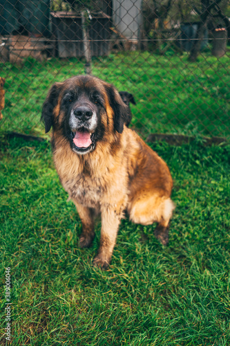 Healthy male leonberger dog in outdoor environment